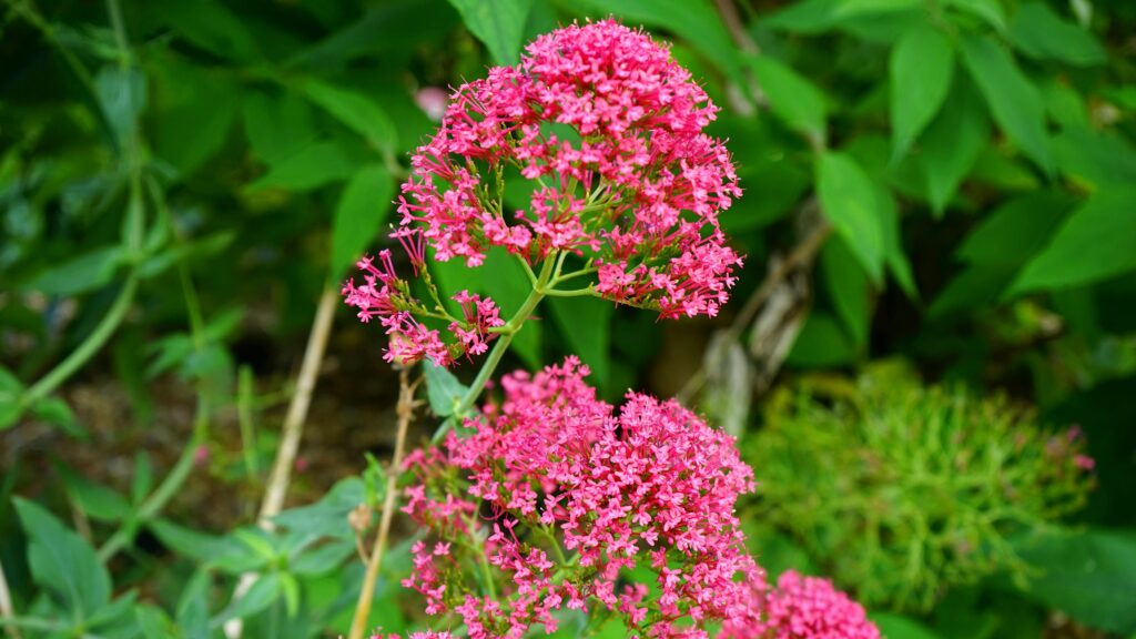 Close-up of vivid pink flowers blooming amidst lush green leaves outdoors.