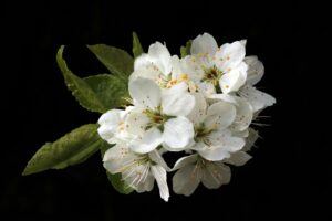 Close-up of delicate white blossoms with green leaves on a dark backdrop, showcasing natural beauty.
